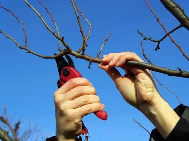 Подготовка яблонь к зиме в подмосковье: как подготовить деревья, укрытие, фото