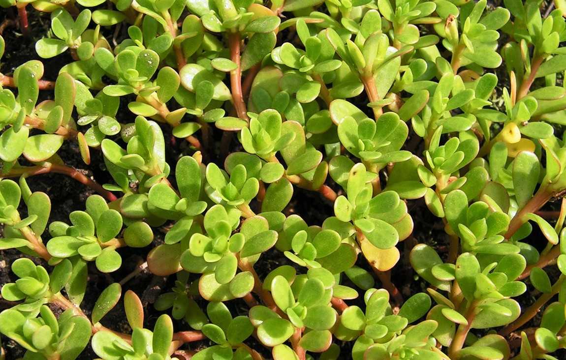 Сорные растения — википедия. что такое сорные растения