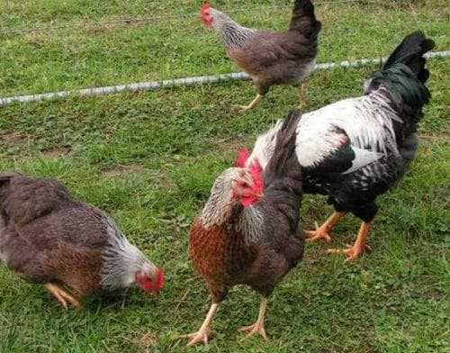 Вельзумер - мясо-яичная порода кур. описание, содержание, выращивание и уход, кормление, инкубация
