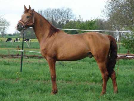 Донская порода лошадей (37 фото): характеристика дончаков, история возникновения донских коней, вес верховых охотничьих лошадей