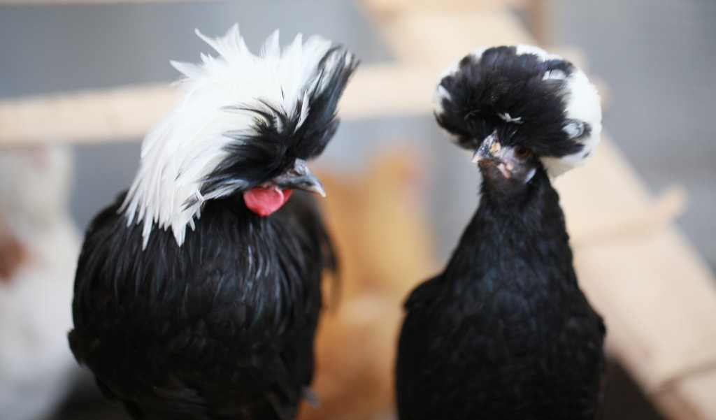 Голландская белохохлая порода кур: описание, содержание