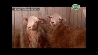 ᐉ катумская порода овец: описание и характеристика - zooon.ru