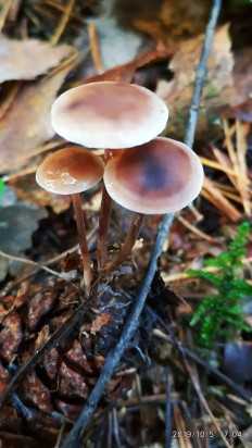 Цистолепиота семинуда: фото, подробное описание и особенности гриба. В каких условиях произрастает и место распространения. Съедобность данного вида.