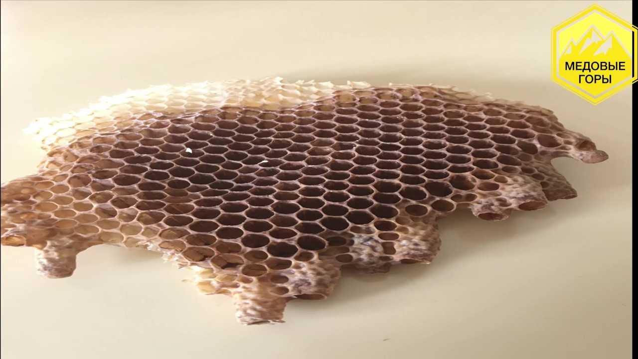 Маточники пчел: свищевые и роевые, как строится