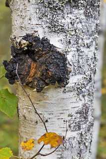 Трутовик зонтичный – вкусный древесный гриб