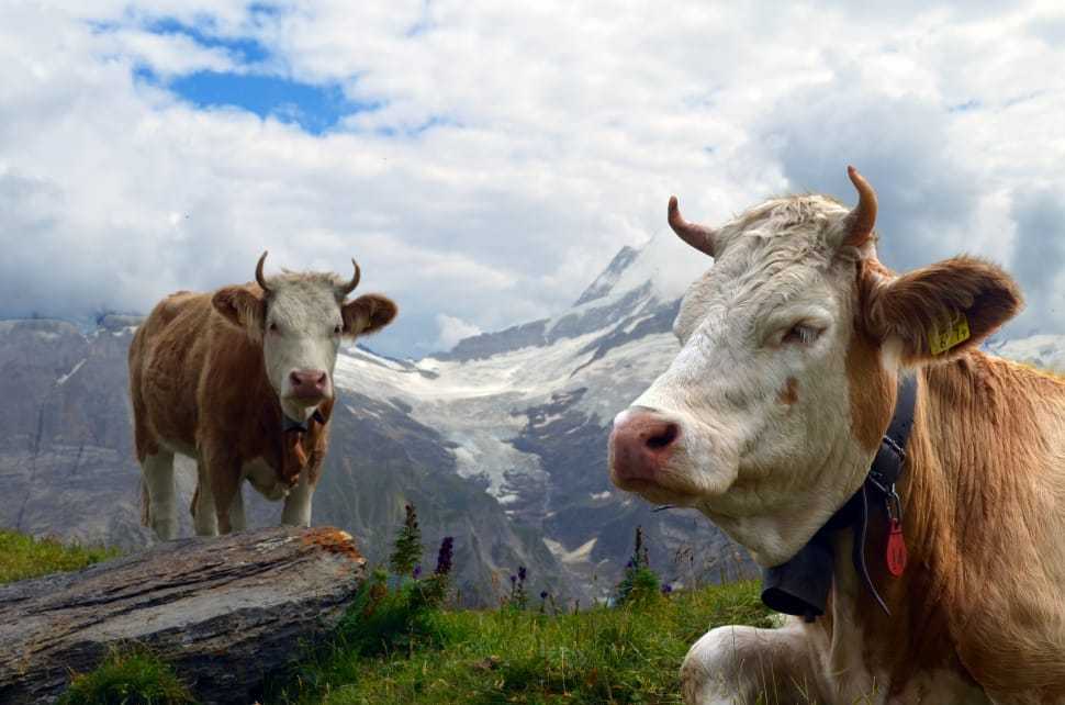 Породы быков альпийских стран