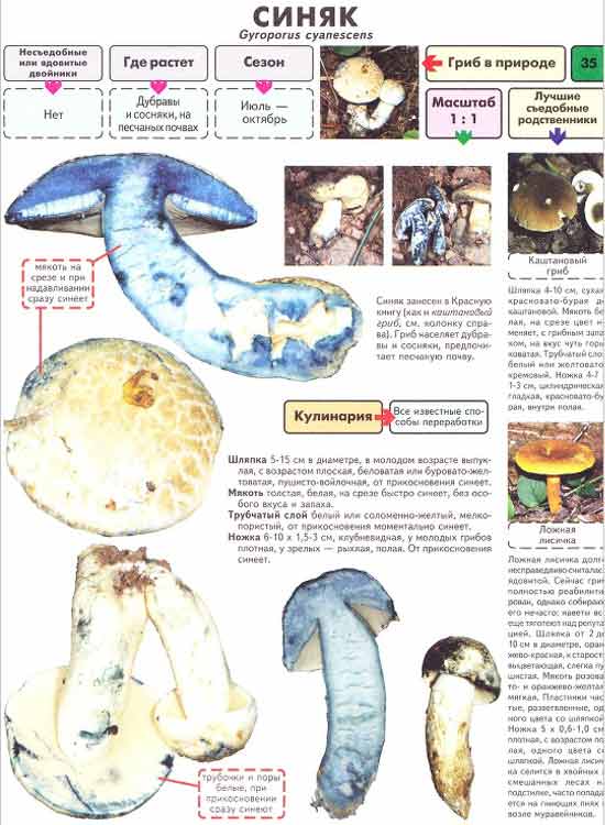 Как приготовить гриб синяк? :: syl.ru