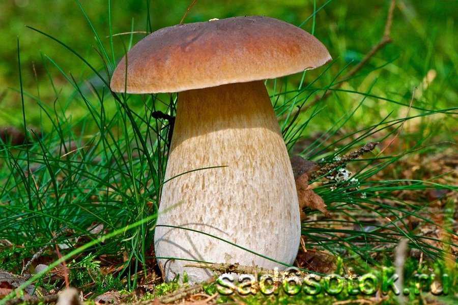 Гриб боровик — описание и фото, рецепт приготовления белых грибов, методы выращивания боровиков. | cельхозпортал