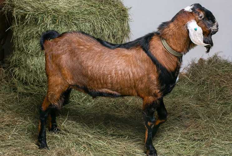 Нубийские козы описание породы фото цена