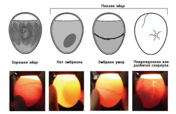 Правила и устройства для инкубации перепелиных яиц