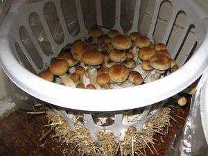 Как вырастить лесные грибы на садовом участке: посадка и разведение грибов на даче
