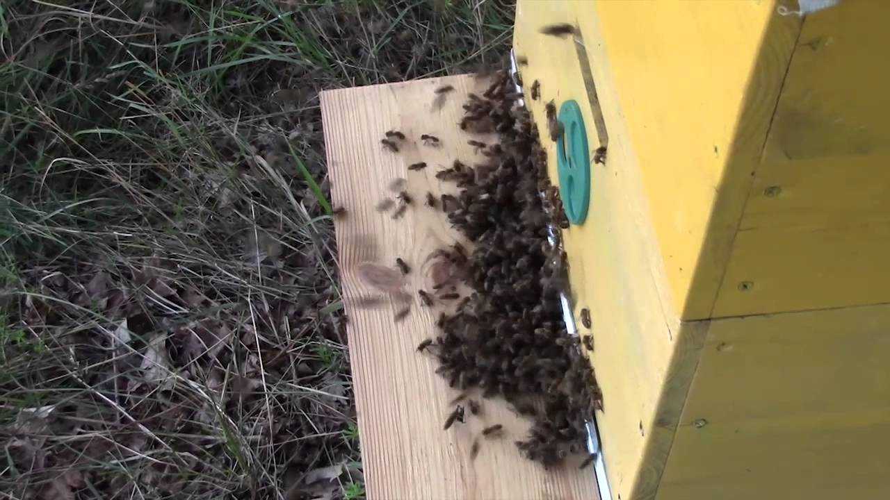 Как бороться и что делать с нападом пчел и пчелиным воровством?