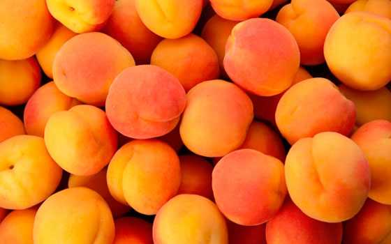 Выращивание и уход за абрикосами: видео, как правильно выращивать деревья на даче и фото лучших сортов