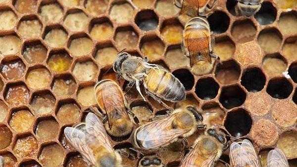 Пчелодар (порошок, 20 гр) | магазин пчеловодства "пчеловод ком"