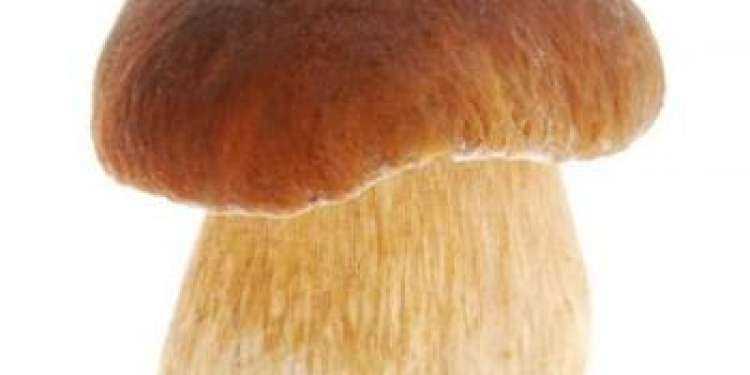 Удивительные рекорды — самый большой белый гриб
