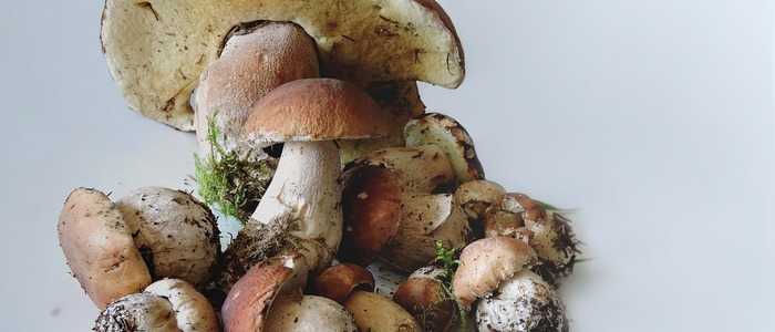 4 первых признака испорченных шампиньонов: как хранить грибы, чтобы они долго оставались свежими