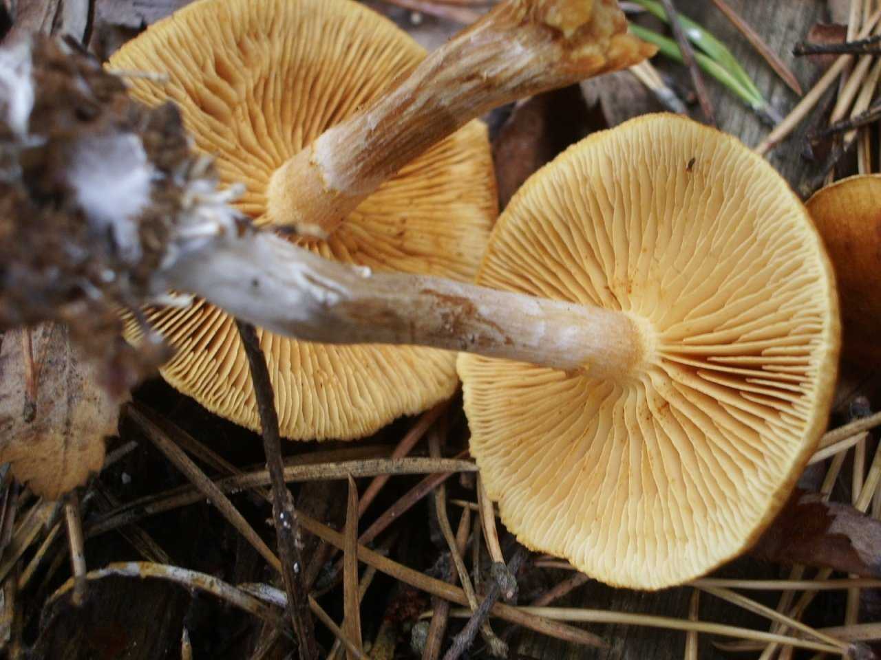 Фото и описание гриба гимнопил юноны
