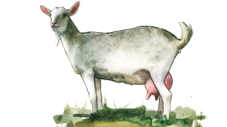 Характерное описание особенностей породы коз и фото с названием молочных представителей вида