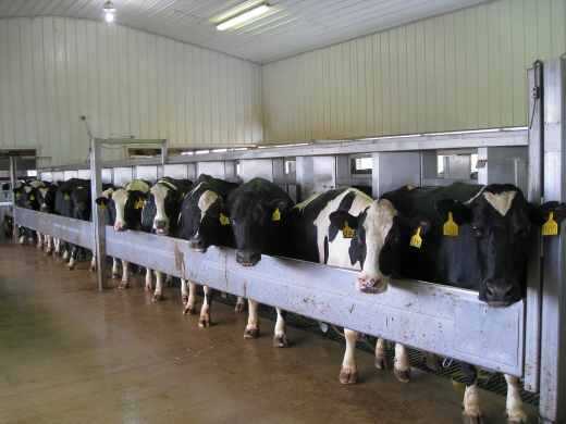 Привязное содержание коров: плюсы и минусы, правила и как происходит зимой