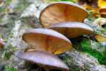 Ядовитые и съедобные грибы: таблицы с характеристиками полезных, несъедобных и неядовитых видов