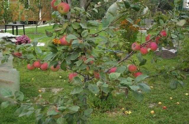Описание посадки и ухода яблони мантет