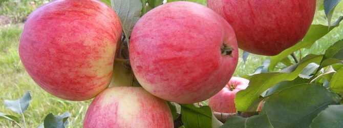 Яблоня успенское: особенности сорта и ухода - сорта яблонь: полный каталог
