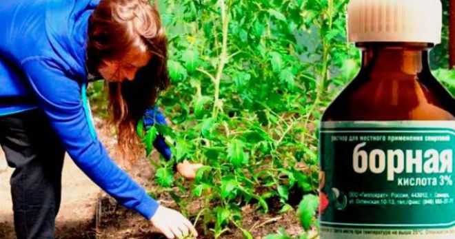 Борная кислота: применение на огороде и в саду. опрыскивание и подкормка растений борной кислотой