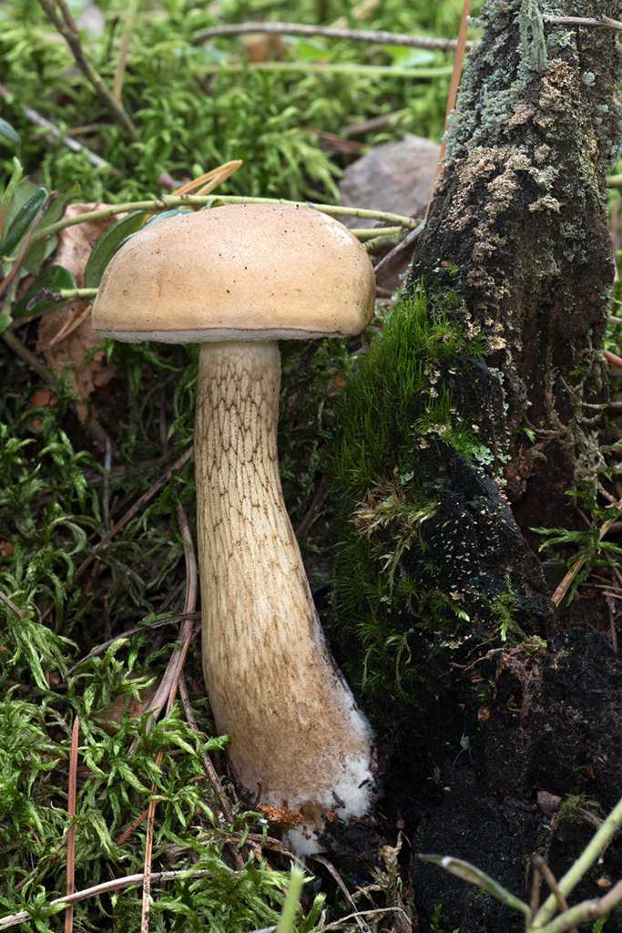 Желчный гриб горчак: фото и описание, можно ли есть желчный гриб, интересные факты