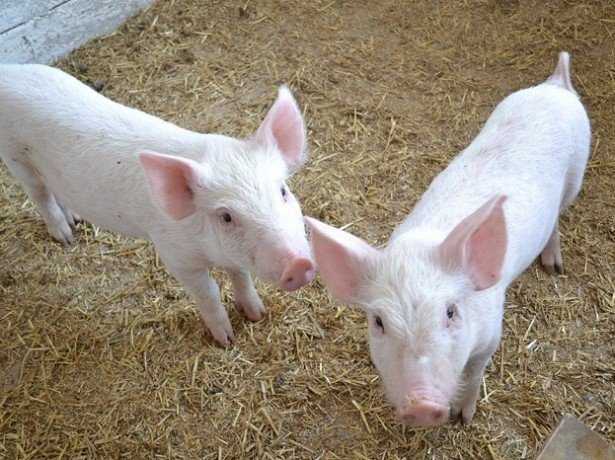 Как зарезать свинью в домашних условиях: подготовка, процесс забоя, полезные советы
