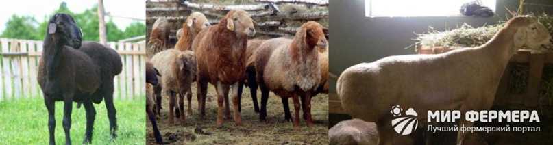Эдильбаевская порода овец описание внешнего вида и основы по разведению