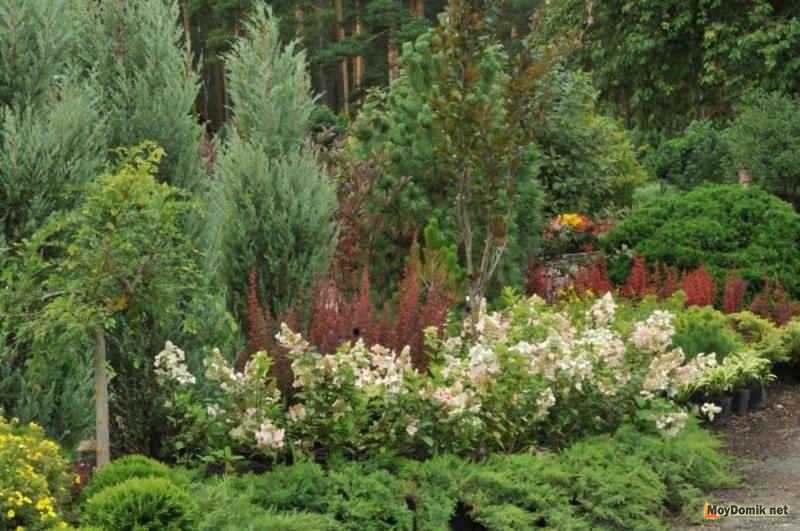 Можжевельник в ландшафтном дизайне сада: виды и сорта
