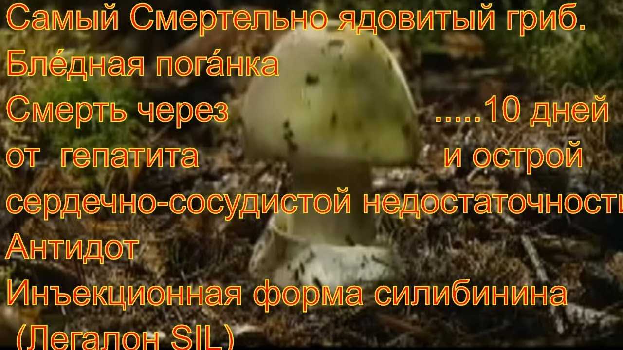 Мухомор пантерный (серый): ядовитый гриб, но мазь лечит артриты