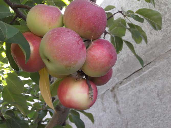 Яблоня лобо: описание сорта, посадка, выращивание и уход