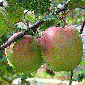Яблоня флорина — маленькая, да удаленькая