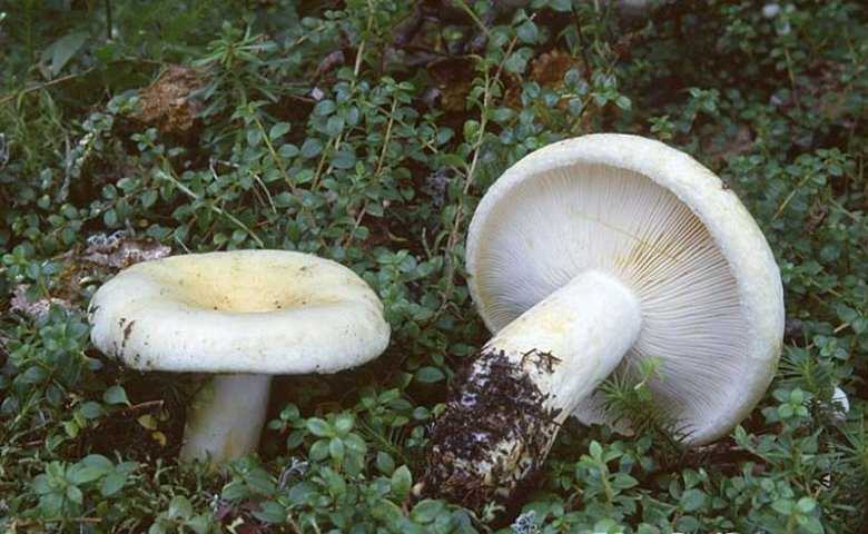 Скрипница гриб почти как груздь, только полезнее - грибы собираем