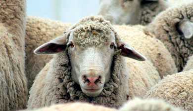 Показатели продуктивности куйбышевской породы овец