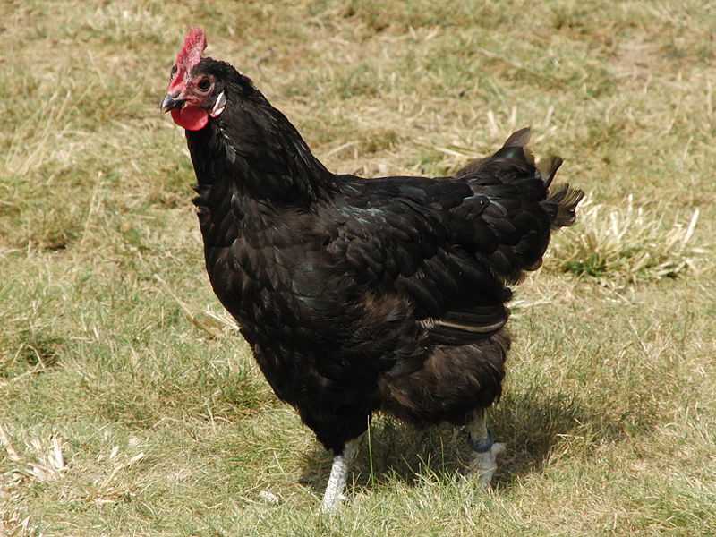 ✅ о породе кур барбезье: описание и характеристика, как отличить пол цыпленка - tehnomir32.ru
