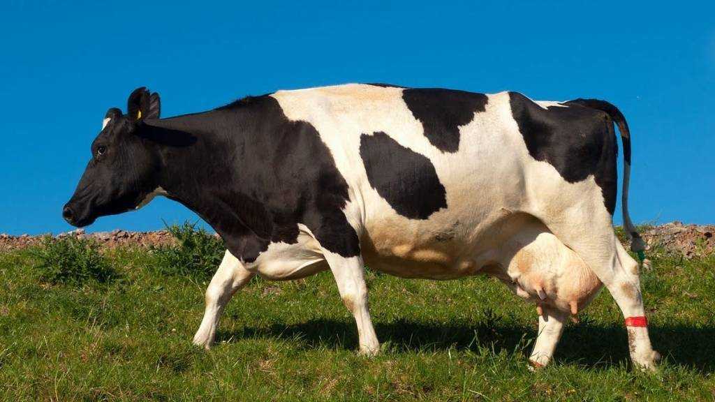 Обзор топ-6 самых опасных болезней коров
