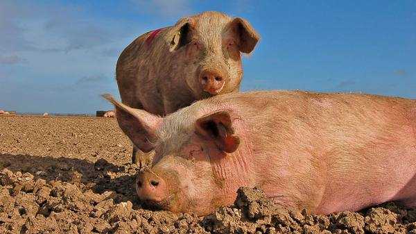 Премиксы для свиней: виды,цены, польза и вред