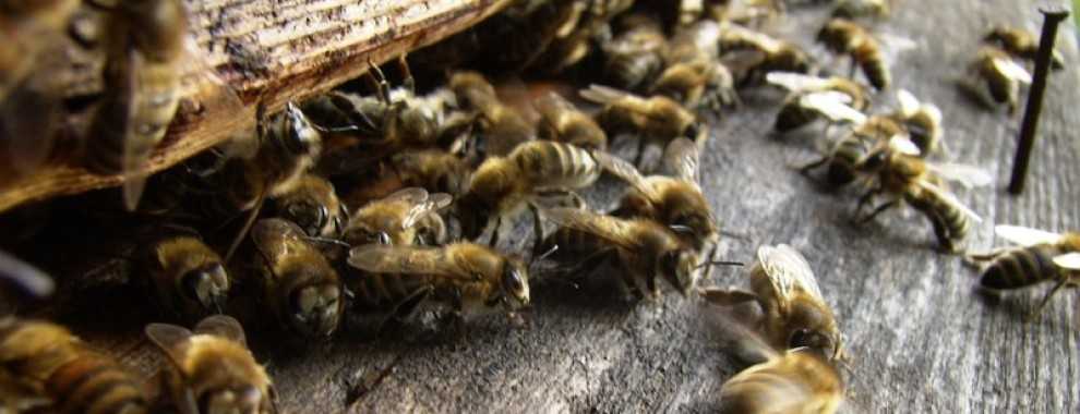 Лечение укусами пчел | компетентно о здоровье на ilive