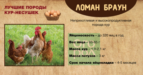 Мясные породы кур (24 фото): названия пород с описанием. какие куры быстро растут? самые лучшие породы для домашнего разведения