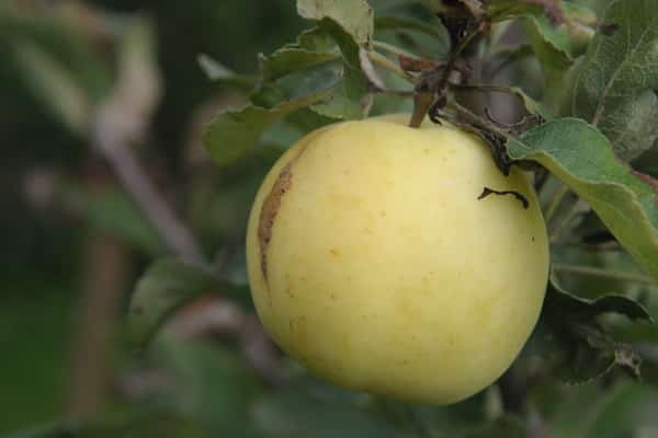 Яблоня заветное: описание сорта, фото, отзывы садоводов