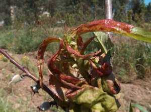Методы борьбы с курчавостью листьев персика