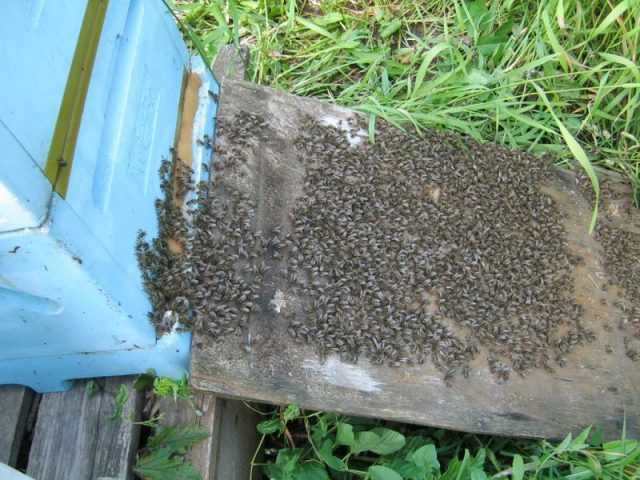 Жизнь в меду: будни пчел на томской пасеке - vtomske.ru