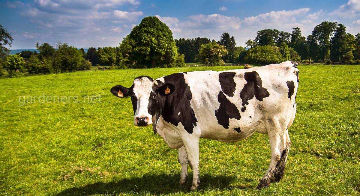Специфика беспривязного содержания коров