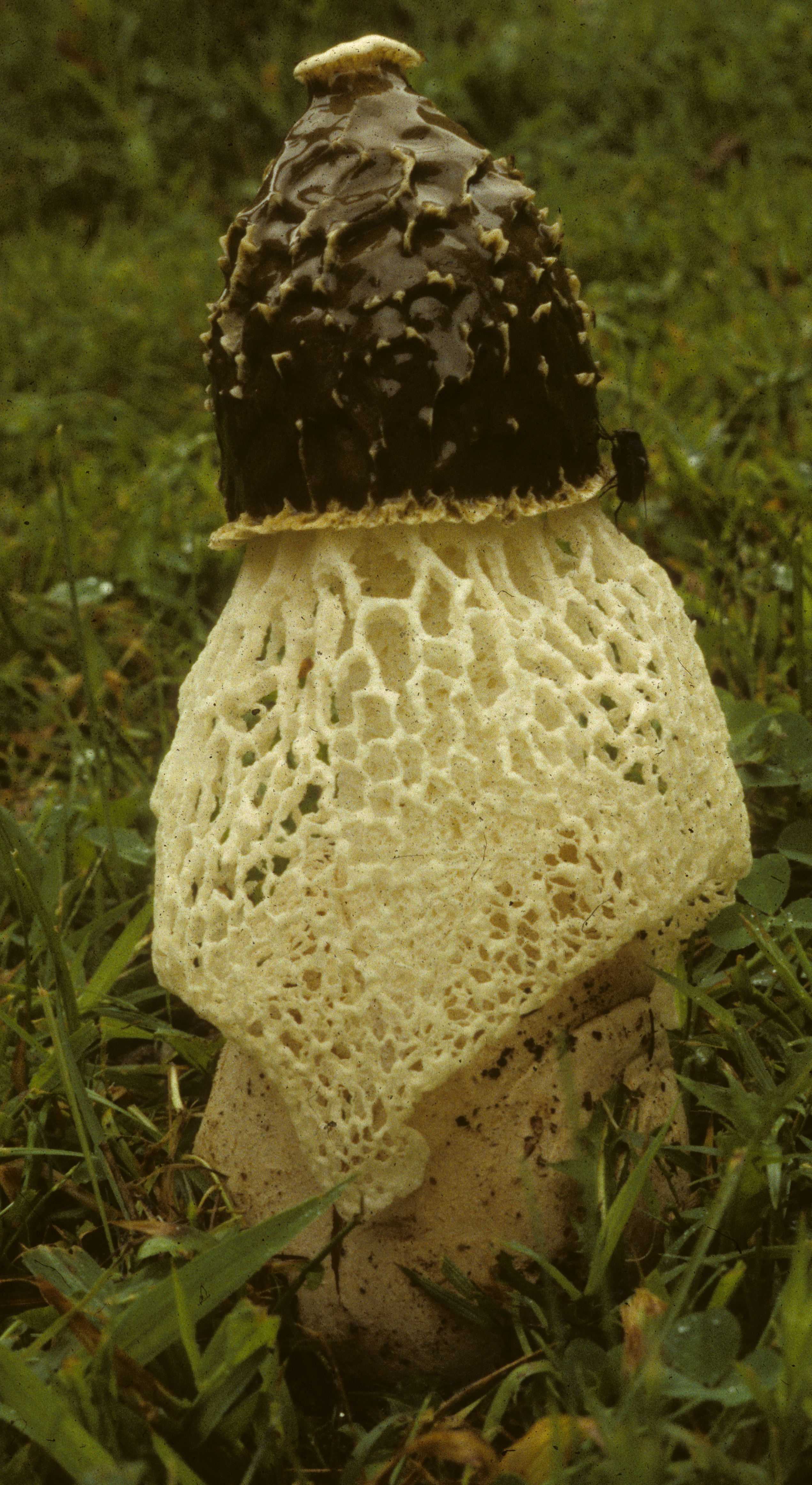 Сетконоска сдвоенная - описание, где растет, ядовитость гриба