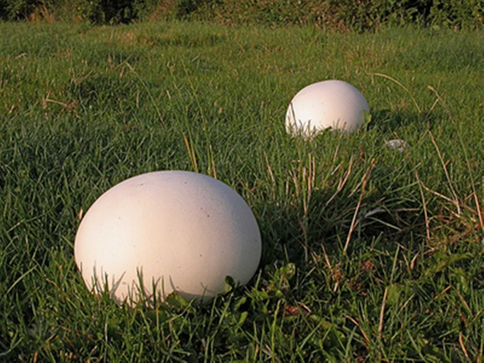Спарассис курчавый (грибная капуста): фото и описание, съедобность