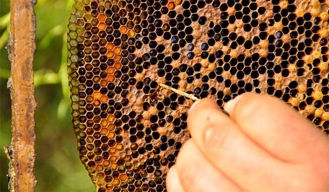 Изыскание средств санации и дезинфекции при аскосферозе пчел