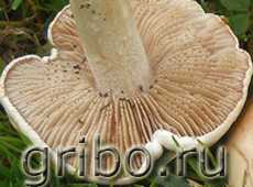 Гебелома углелюбивая (Hebeloma birrus): где произрастает, можно ли употреблять в пищу, как отличить от двойников. Описание внешнего вида с фото.