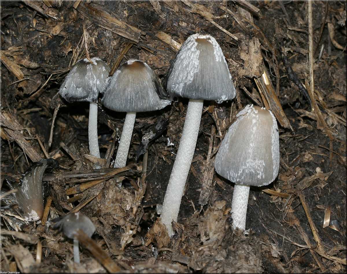 Описание лопастника ямчатого (борозчатого), места распространения гриба